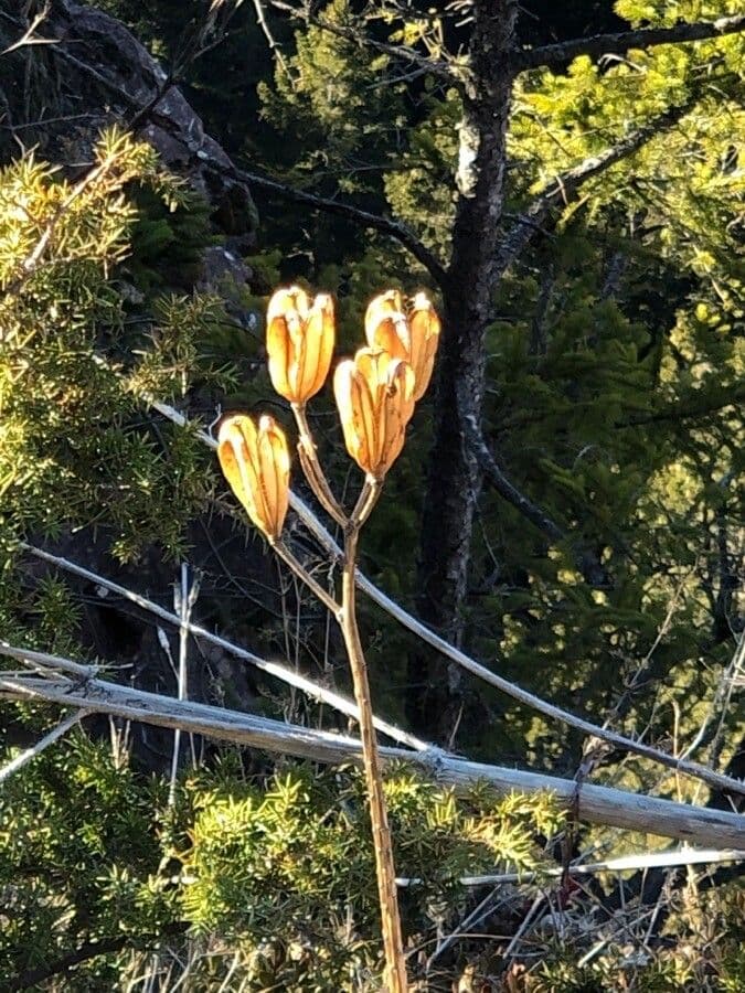 Giglio 3