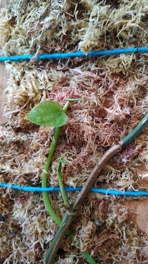 Monstera dubia 5
