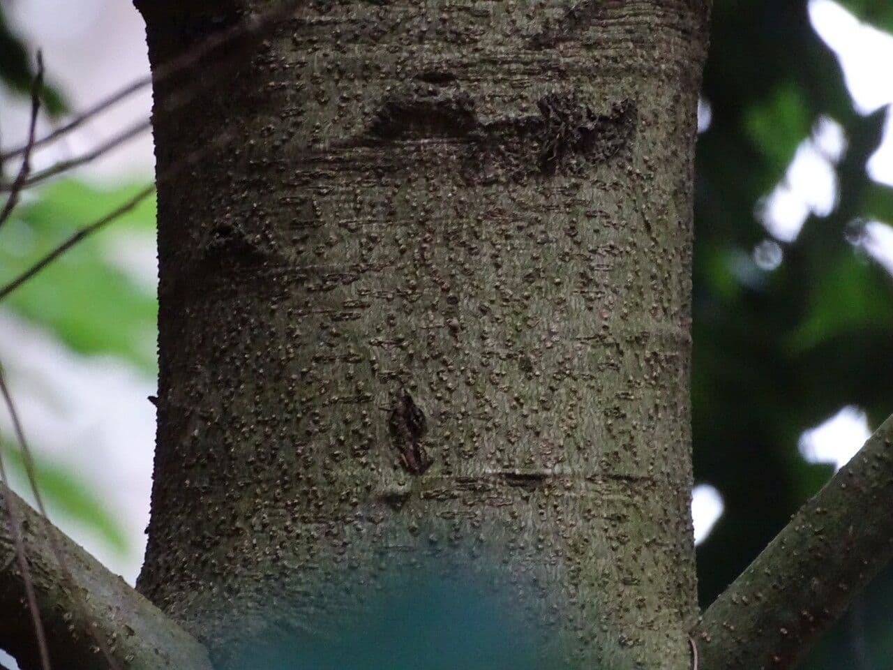 Quercia 8