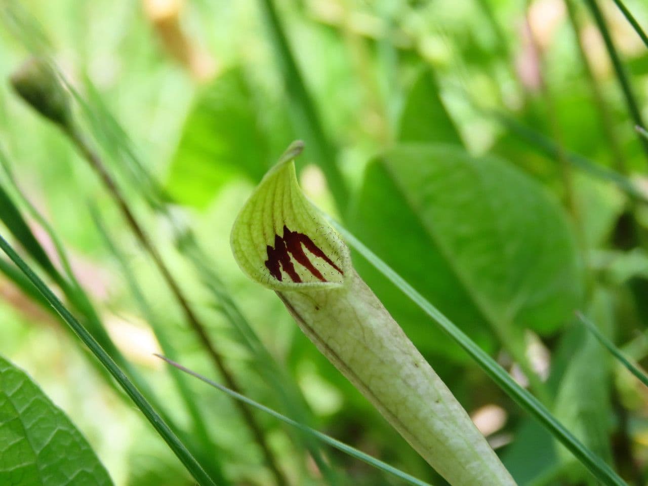 Aristolochia 2