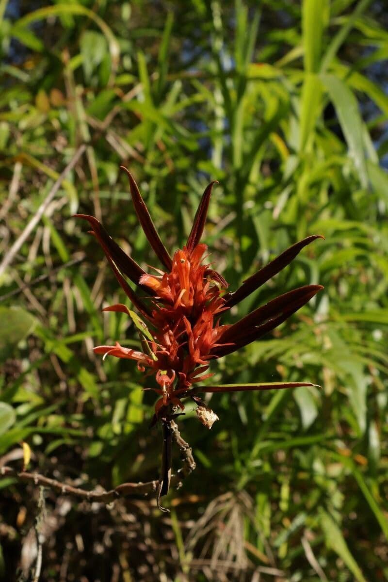 Columnea