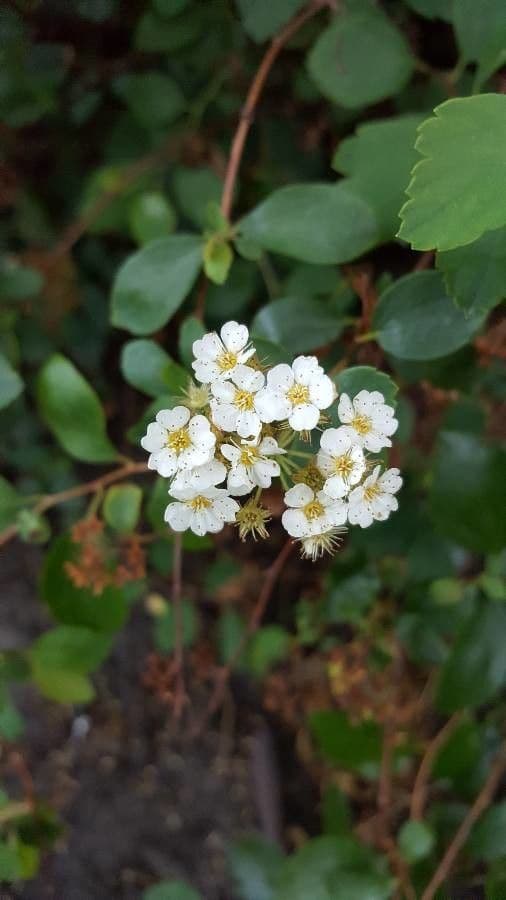 Spiraea ulmifolia 6