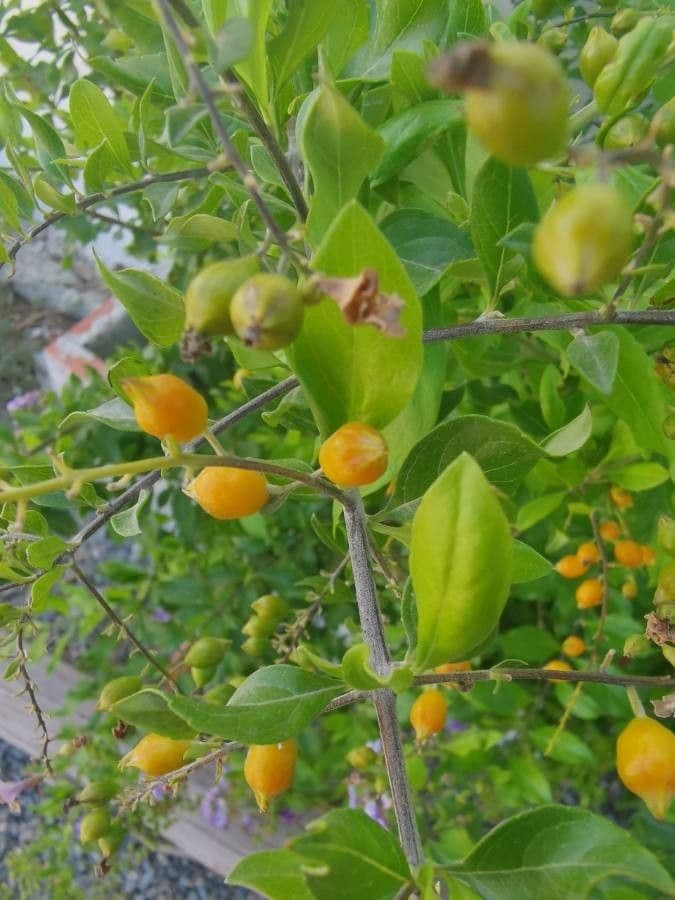 Duranta erecta 3