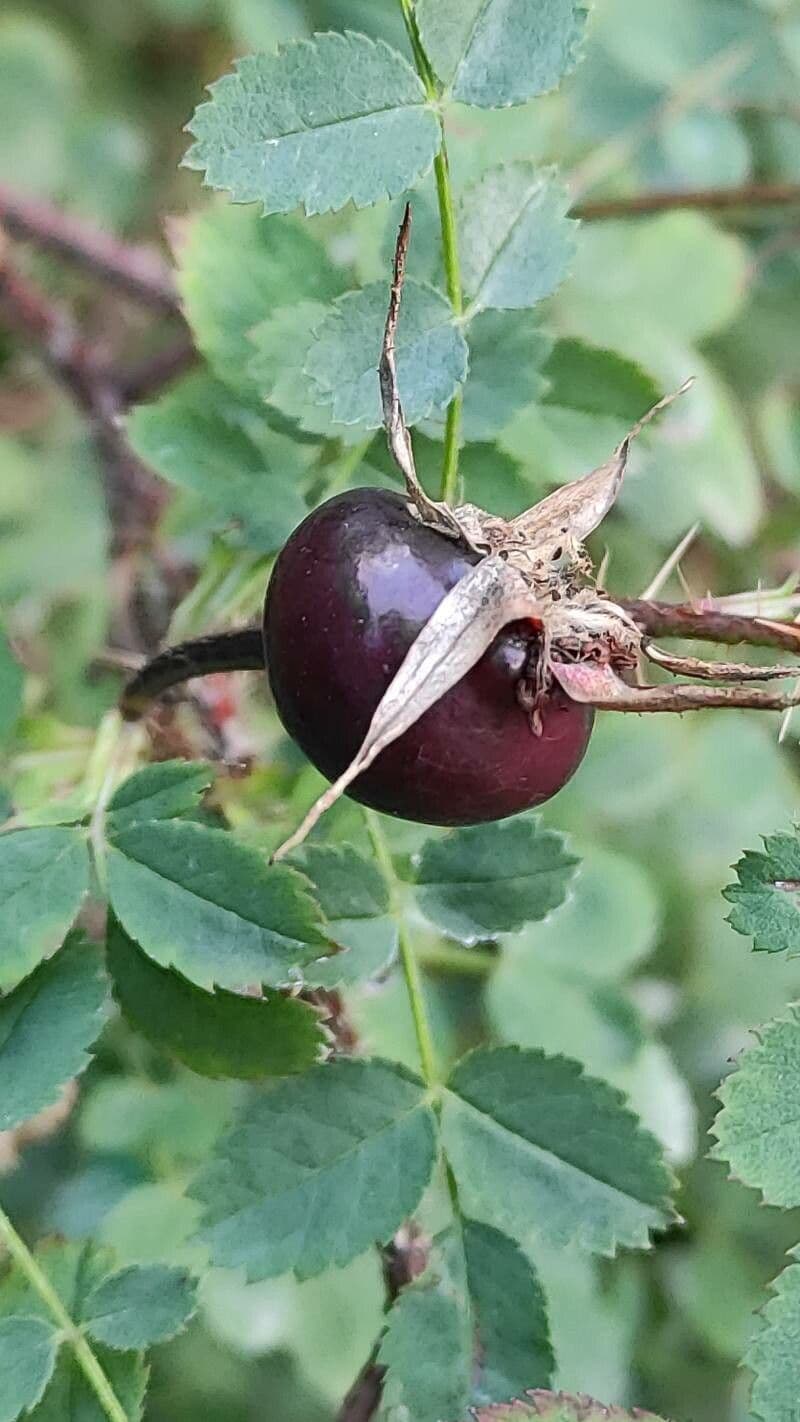 Rosa
