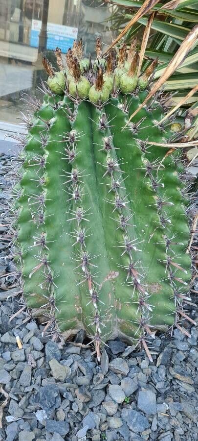 Cactus a botte uncino 14
