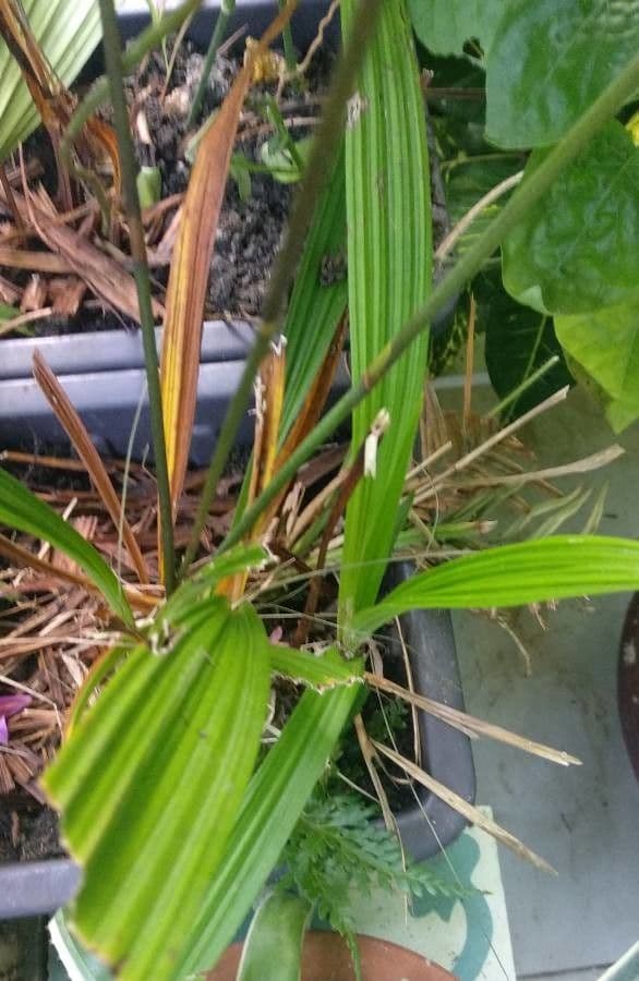 Epistephium sclerophyllum 4