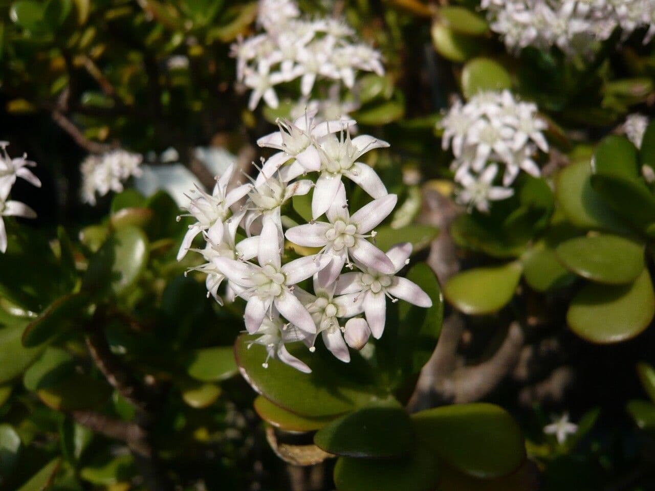 Pfennigbaum 29
