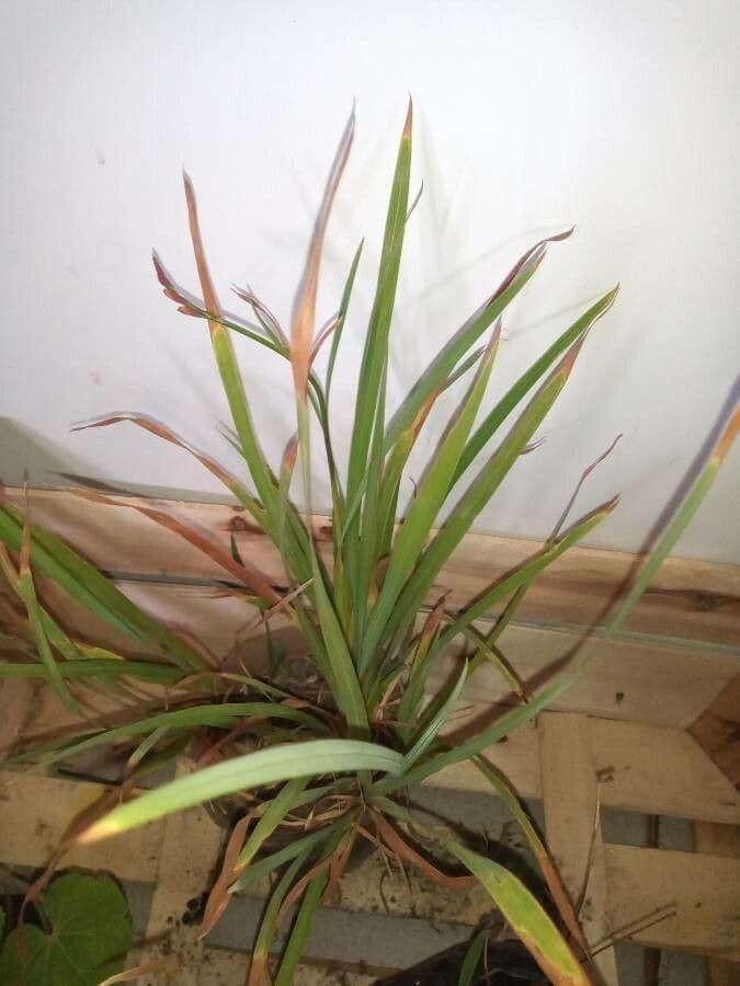 Citronella 5