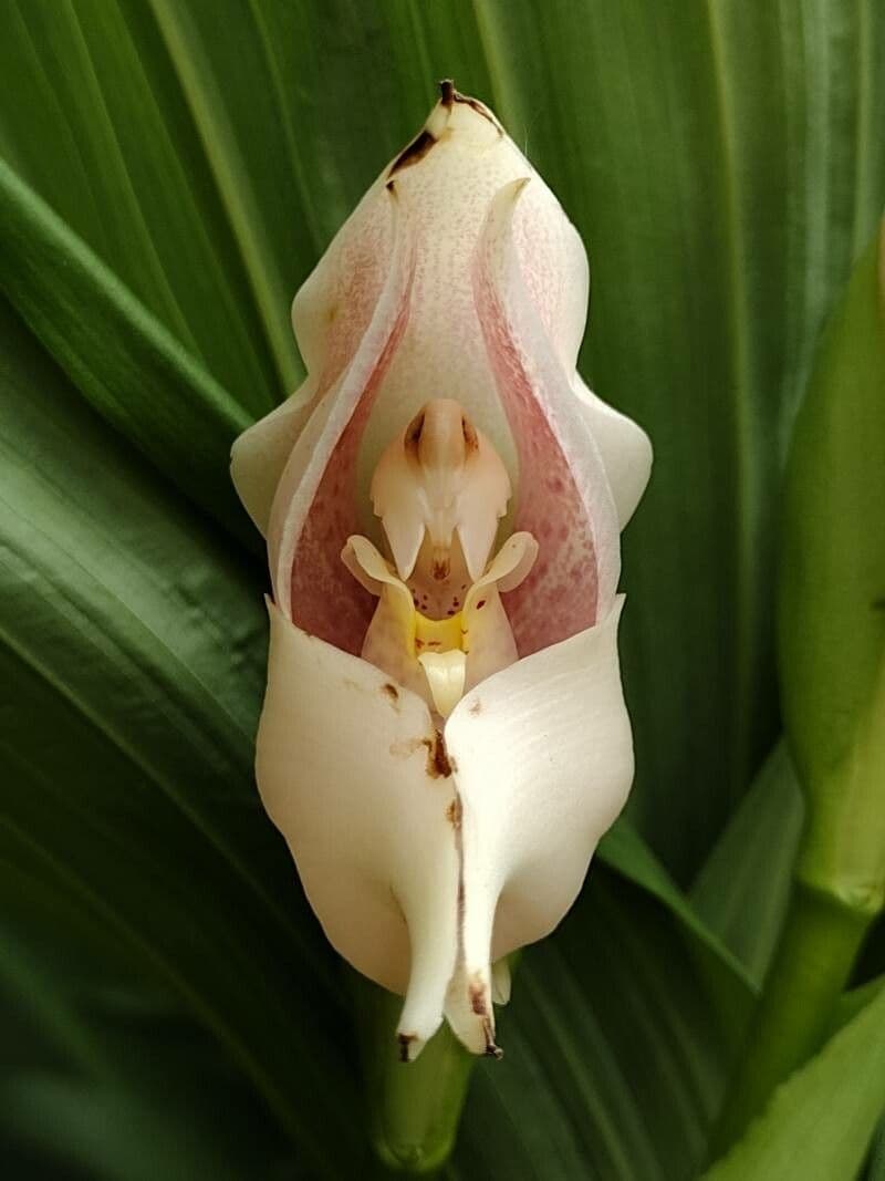 Lycaste