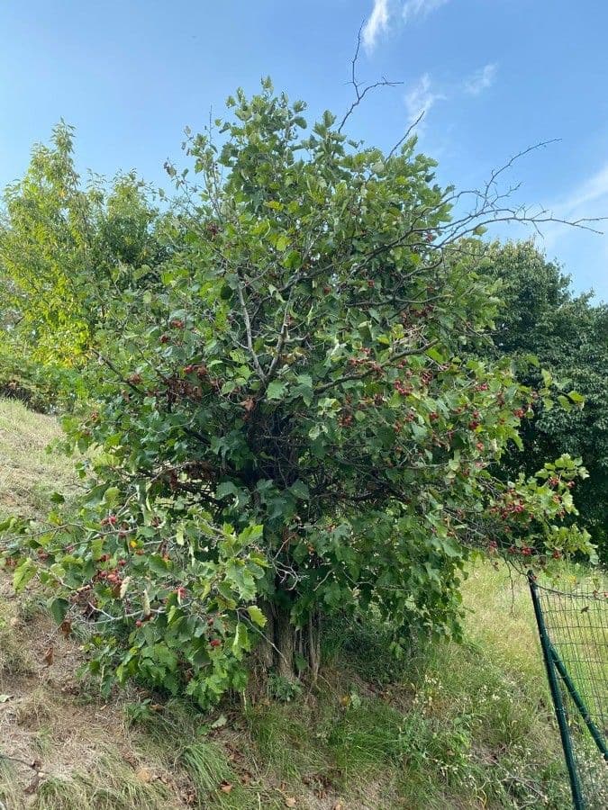 Jarabina brekyňová 13