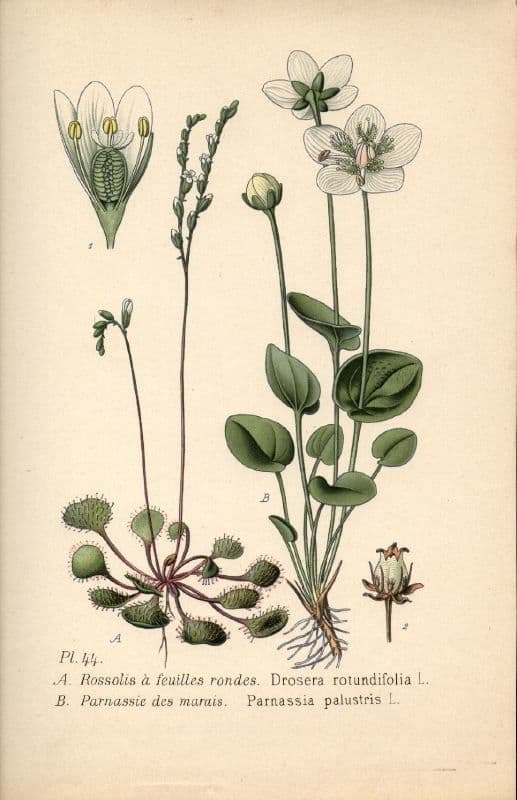 Parnassia 26