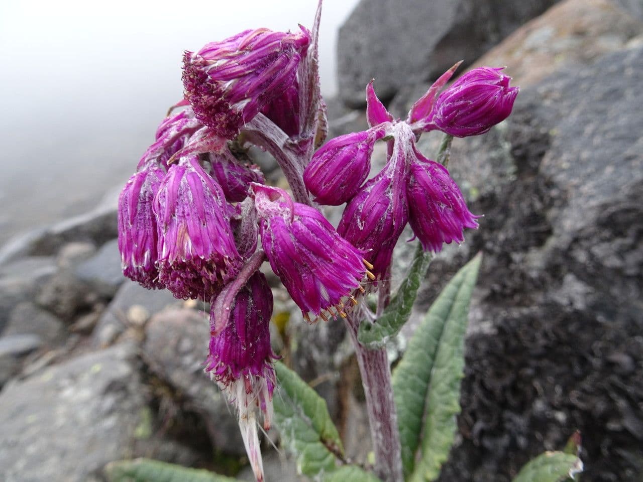 Senecio rosato 4