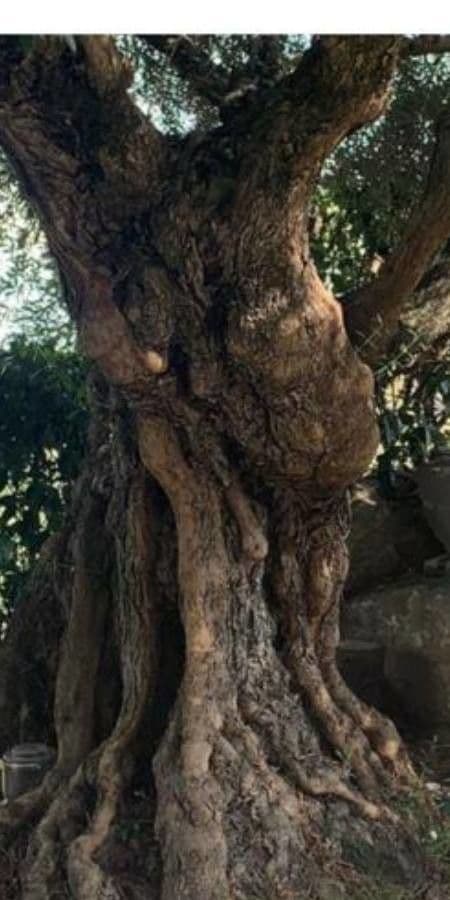 Bois de Campêche 21