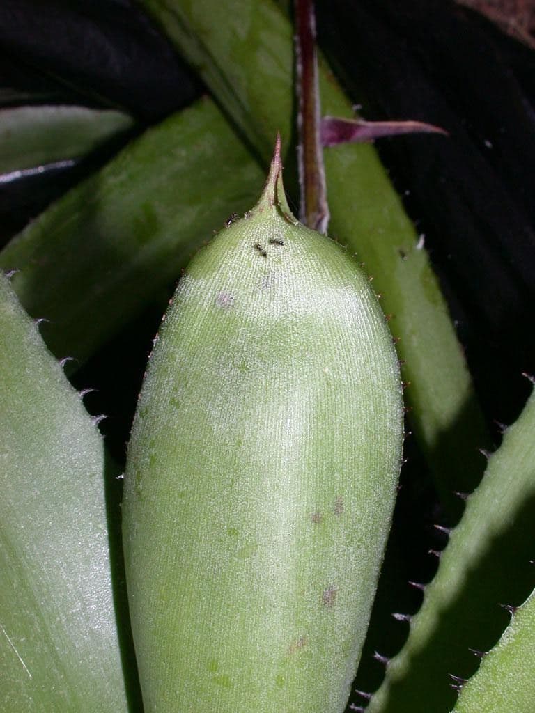 Aechmea 2