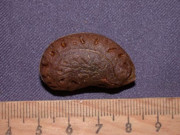 Anomospermum reticulatum 16