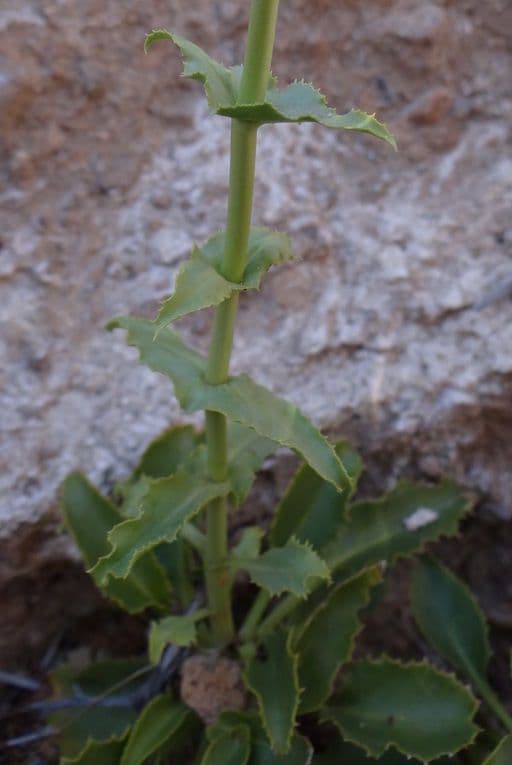Penstemon 3