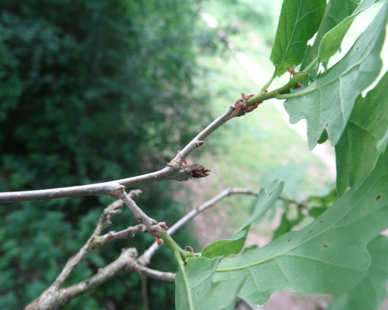 Quercia comune 27