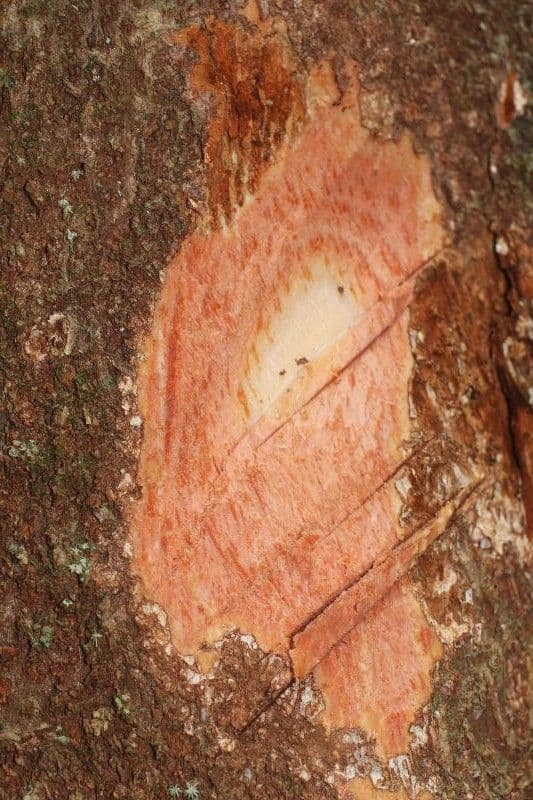 Sextonia 14
