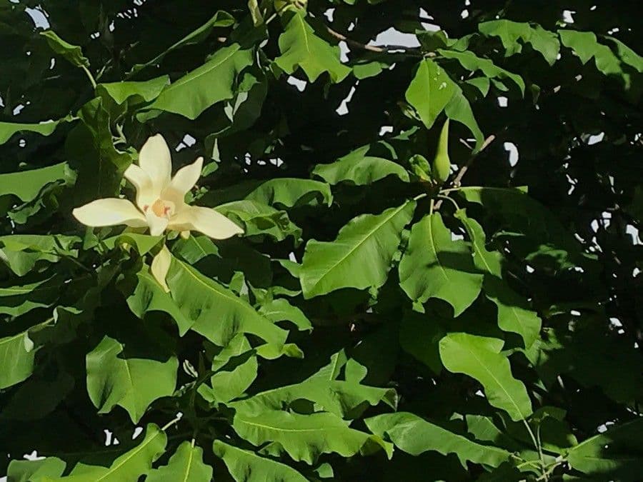 Magnolia à grandes feuilles 16