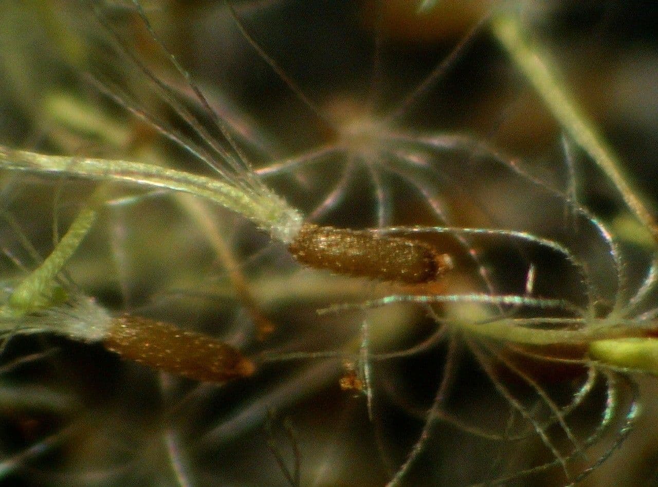 Gnaphalium 5