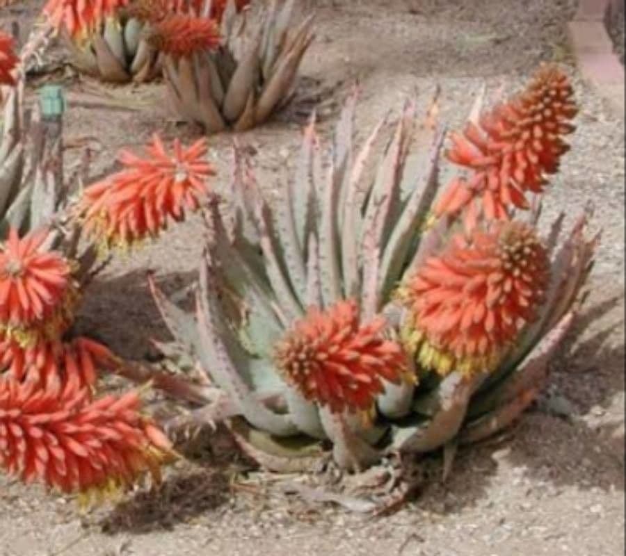 Aloe claviflora