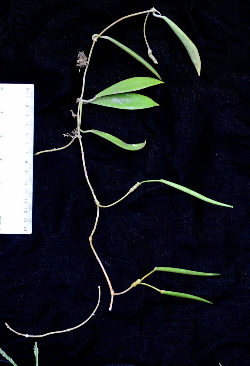 Hoya 12