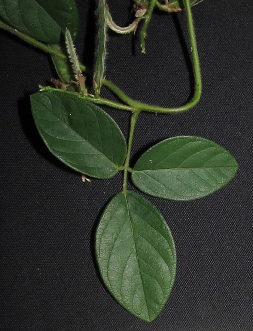 Galactia striata 18