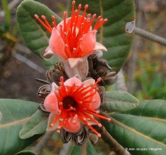 Xanthostemon 2