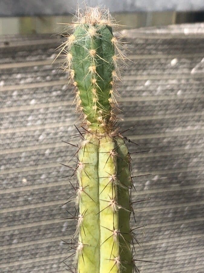 Pilosocereus