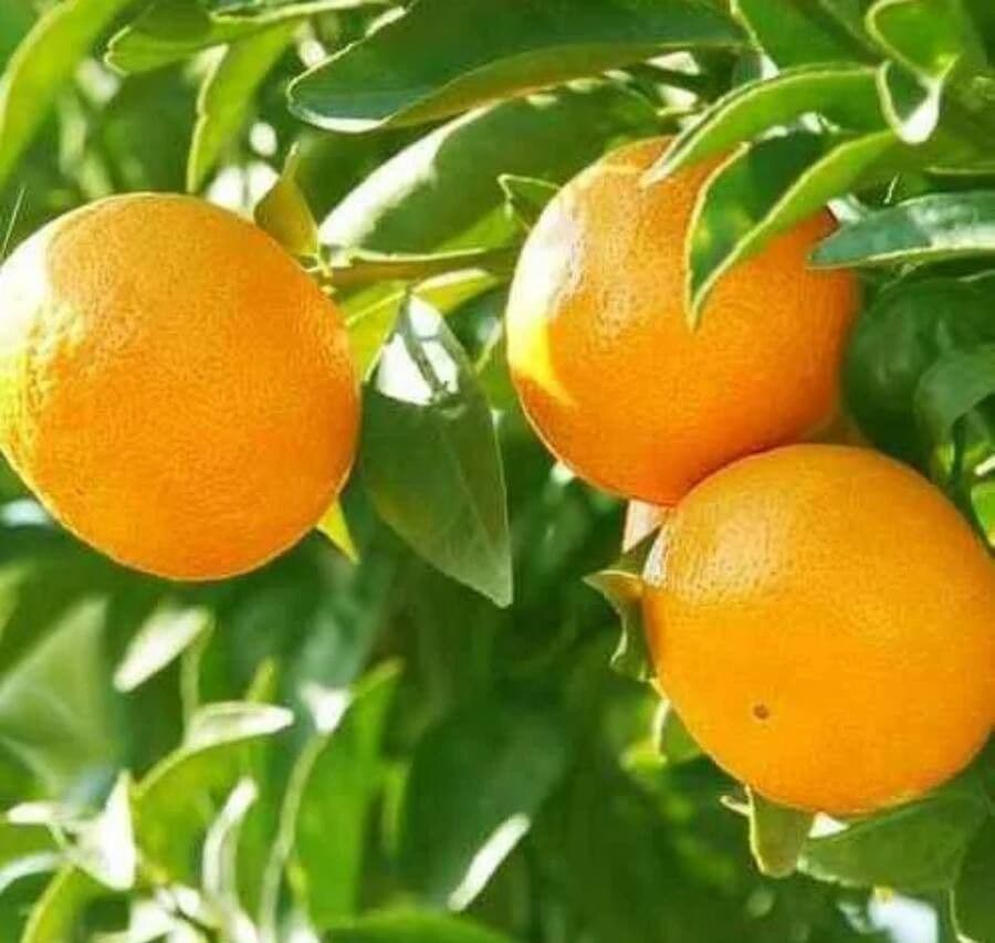 Arancio amaro 5