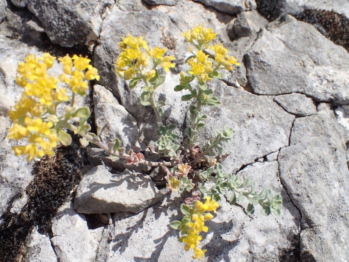 Alyssum serpyllifolium 9