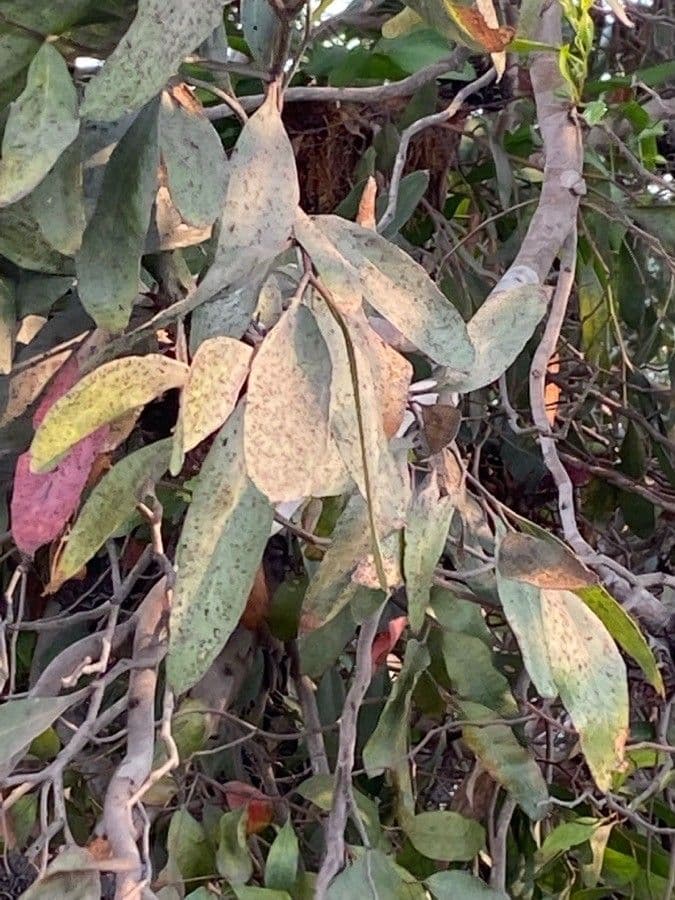 Lehmann-Eukalyptus 12