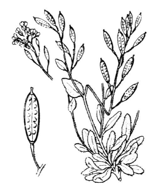 Draba tomentosa 11