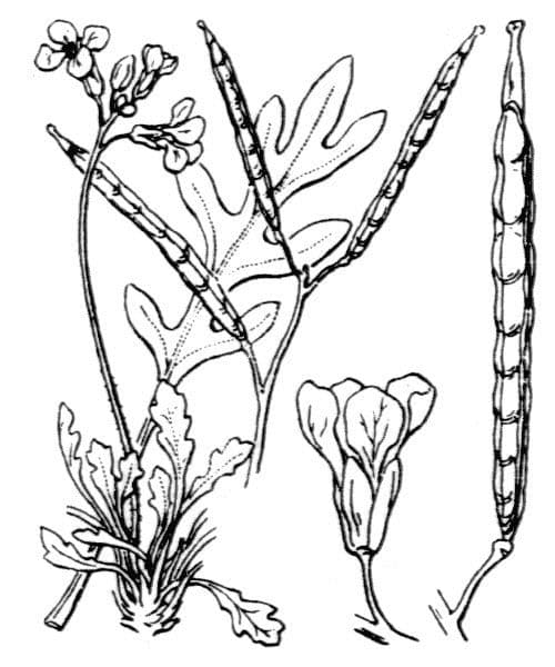Brassica repanda 23