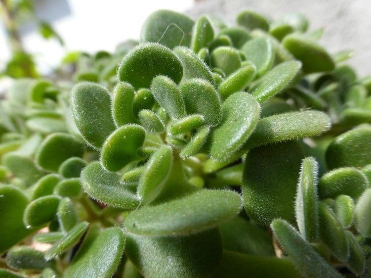 Sedum di Nevius