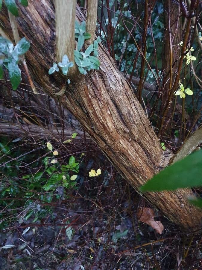 Buddleja di David 23