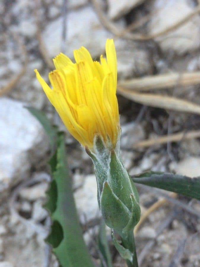 Scorzonera austriaca 17