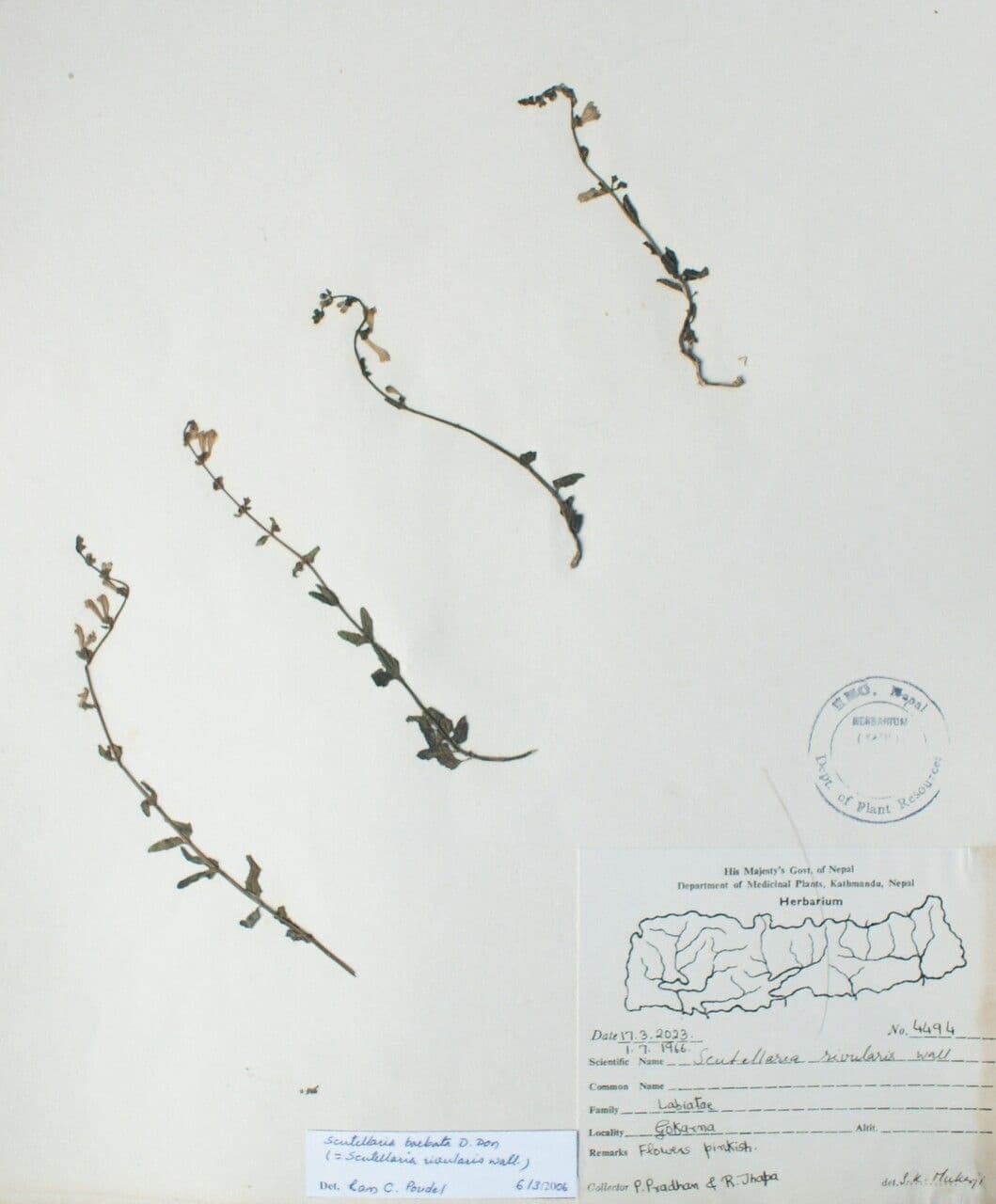 Bärtiger Helmkraut 5