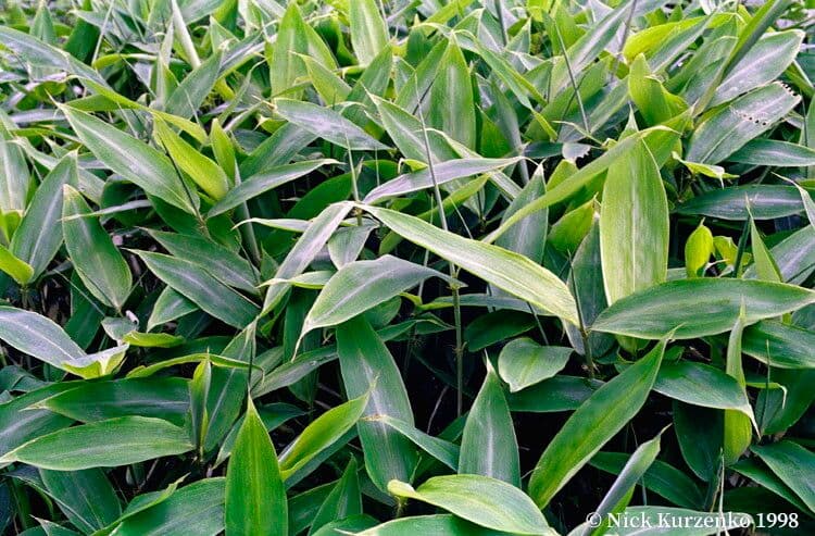 Indocalamus 4