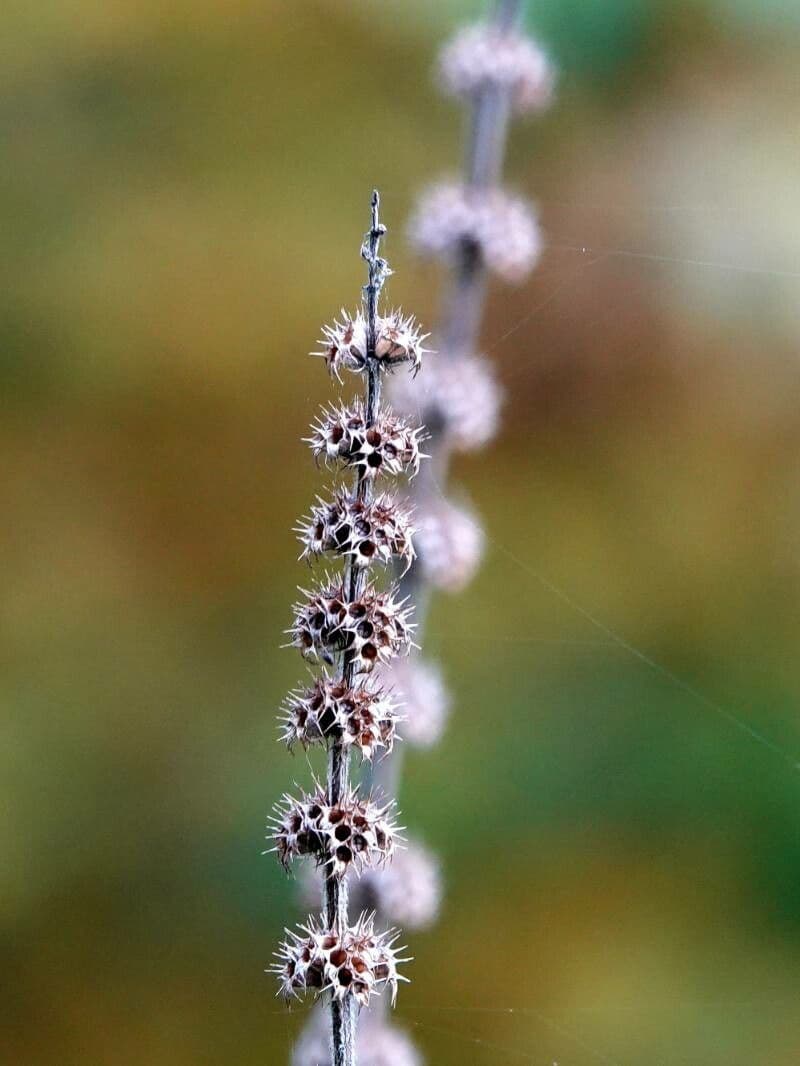 Agripalma 5