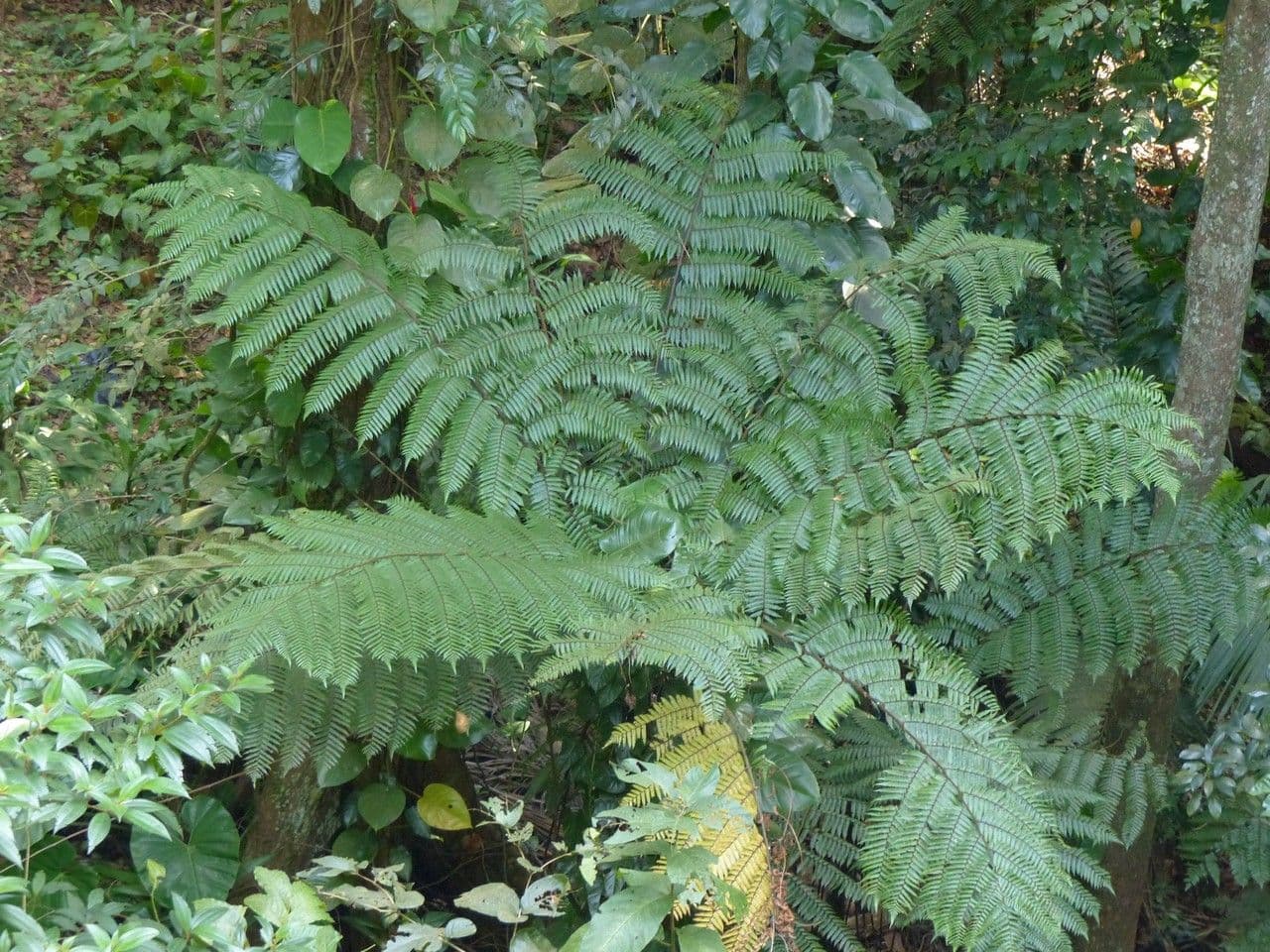 Baumfarn 3