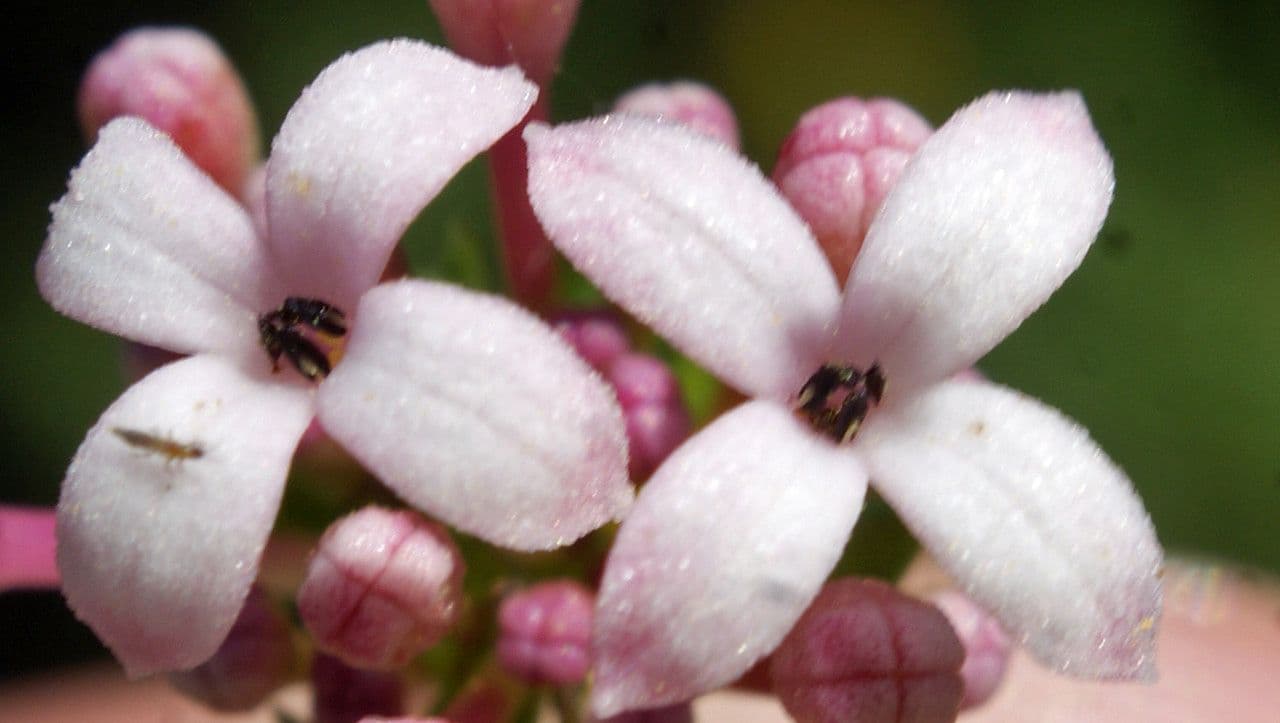Asperula hirsuta 4