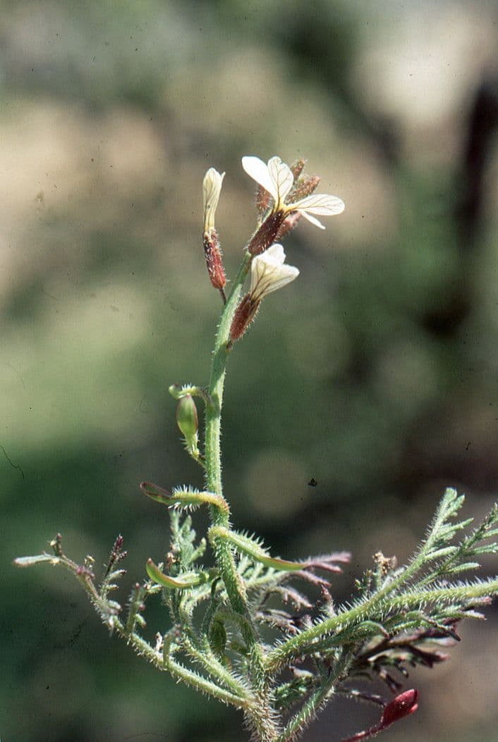 Löffelkohl 15