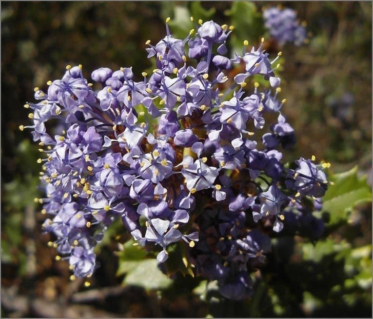 Ceanothus