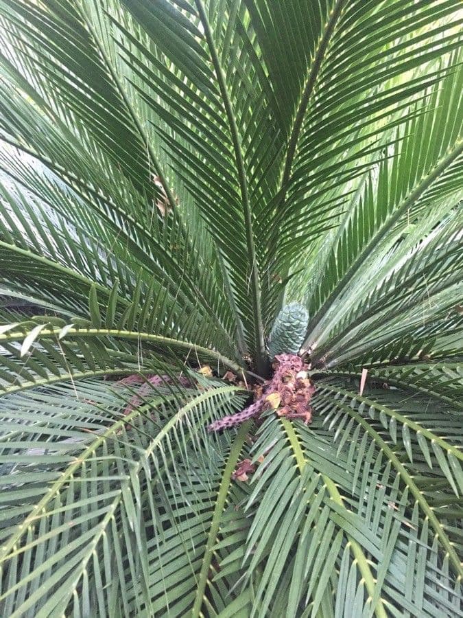 Moore-Zamia 4