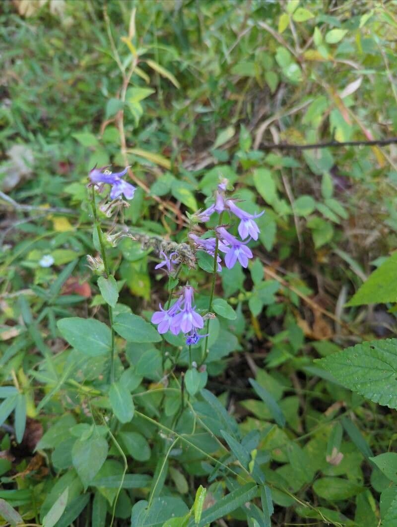 Lobelia puberula 5