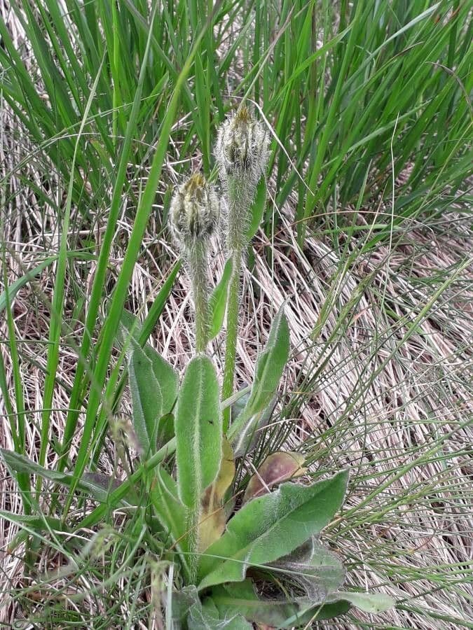 Hypochaeris uniflora 19