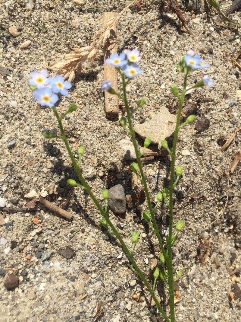 Myosotis de Rehsteiner