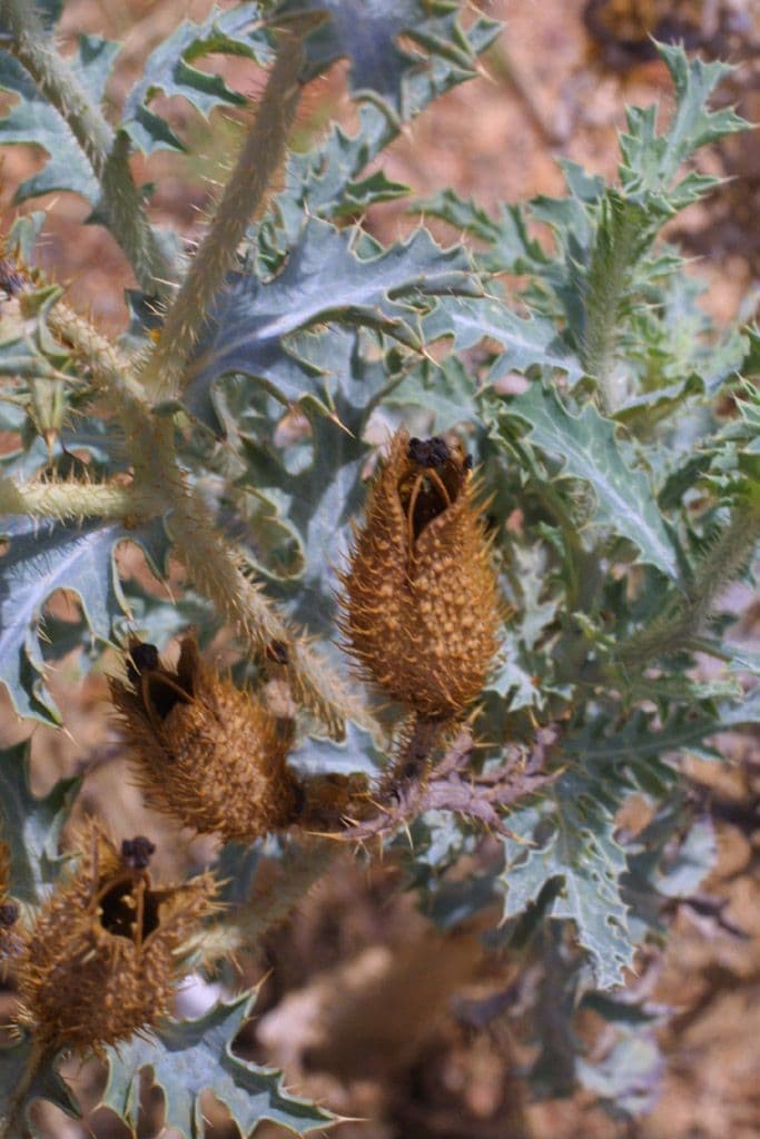 Stacheldistel