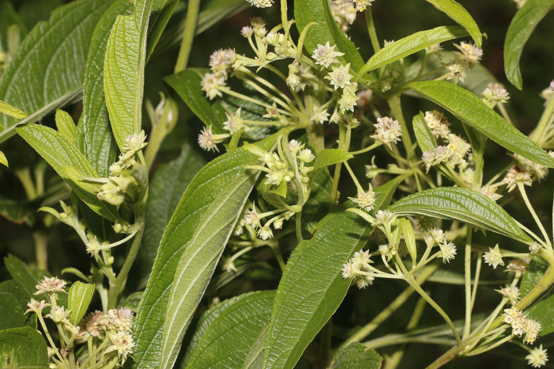 Lippia myriocephala
